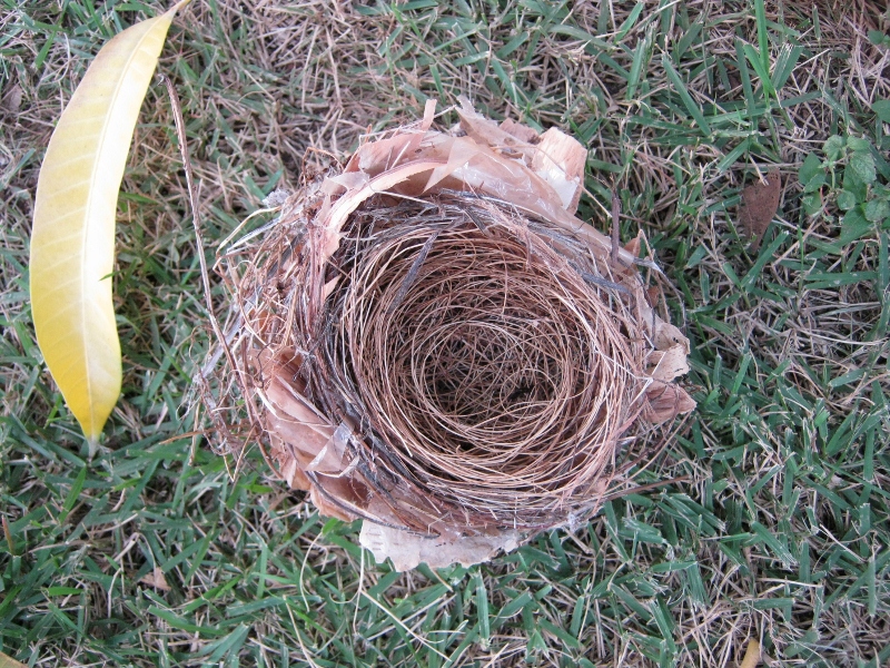 Bird's Nest