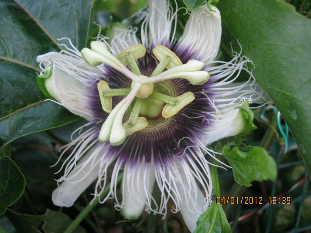 Passionfruit Flower