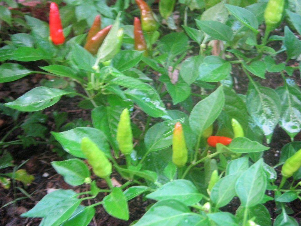 Super Chili