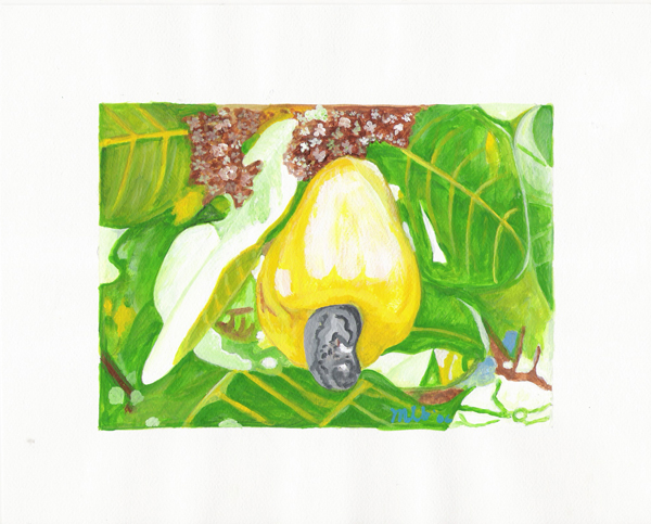 Cashew-1