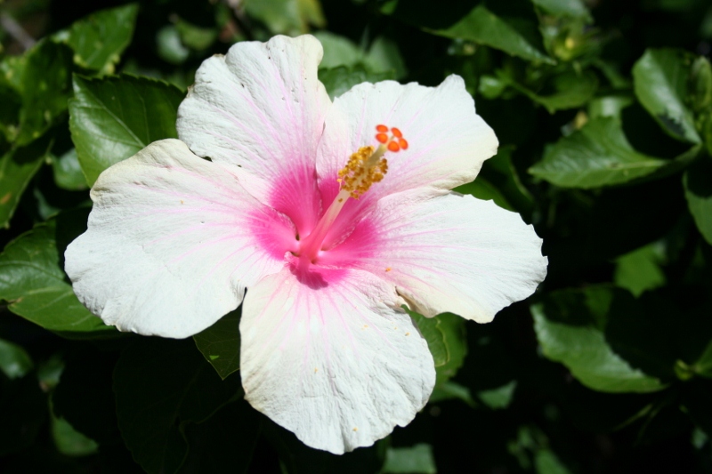 Hibiscus Flower