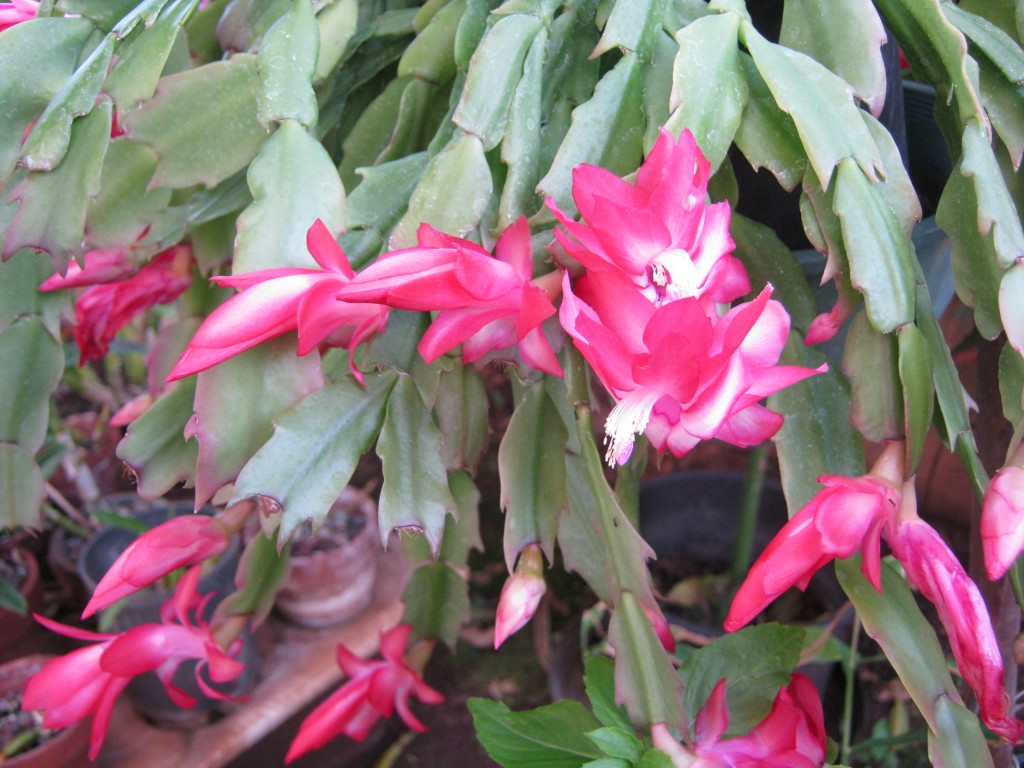 Christmas Cactus