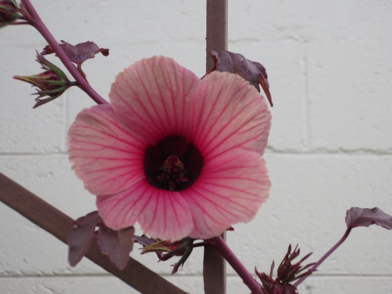 Hibiscus