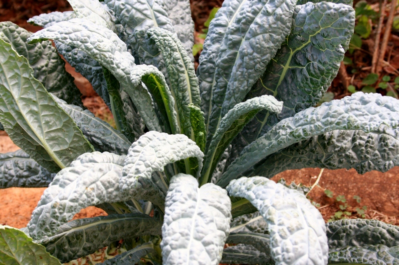 Kale