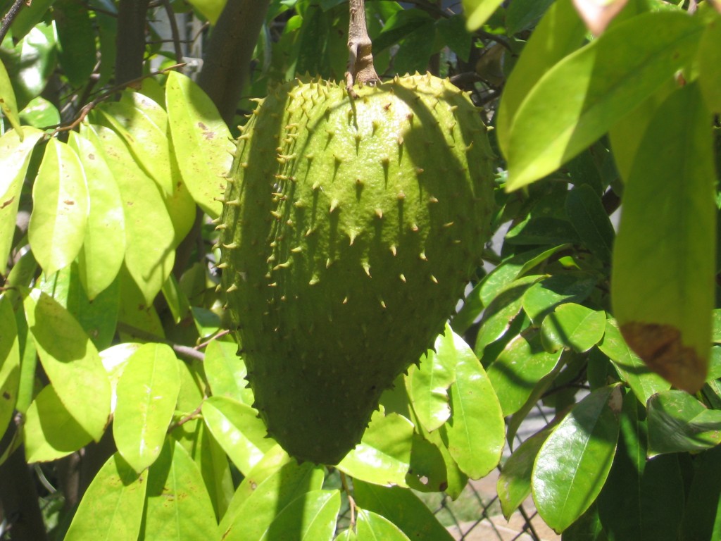 Guyabano
