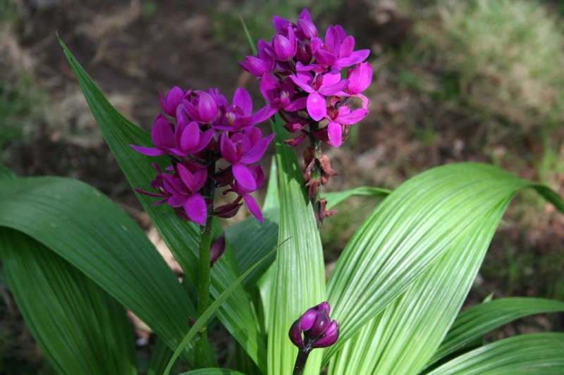 Orchids 2471 (800x533)