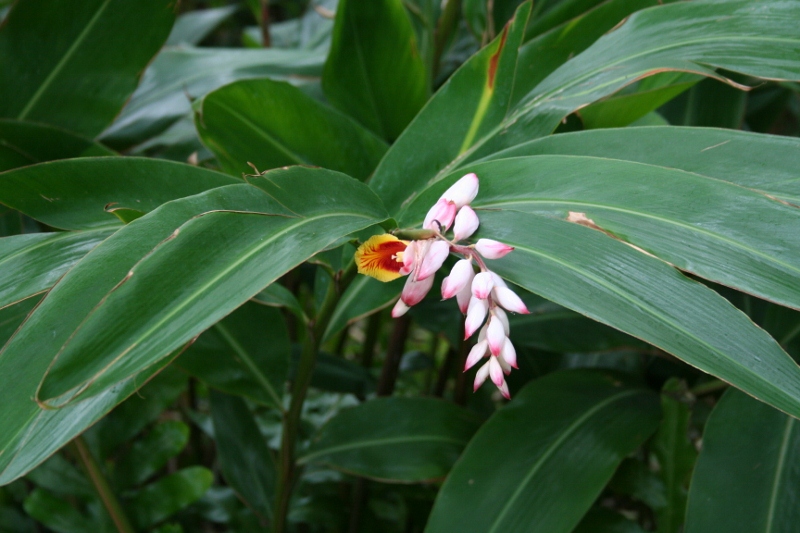 Shell Ginger