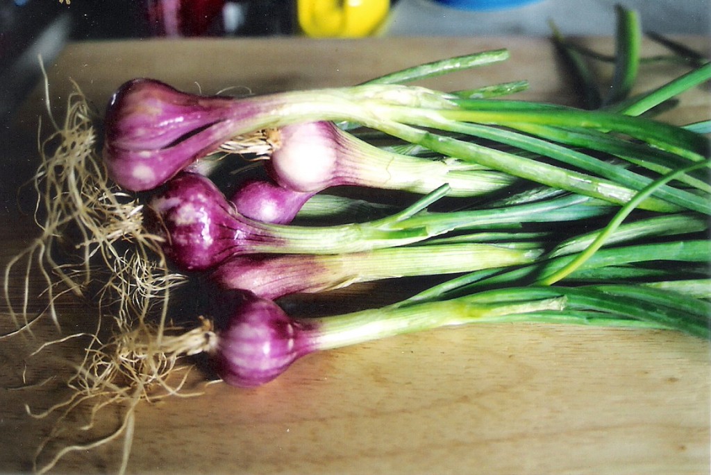 Shalot - Philippine
