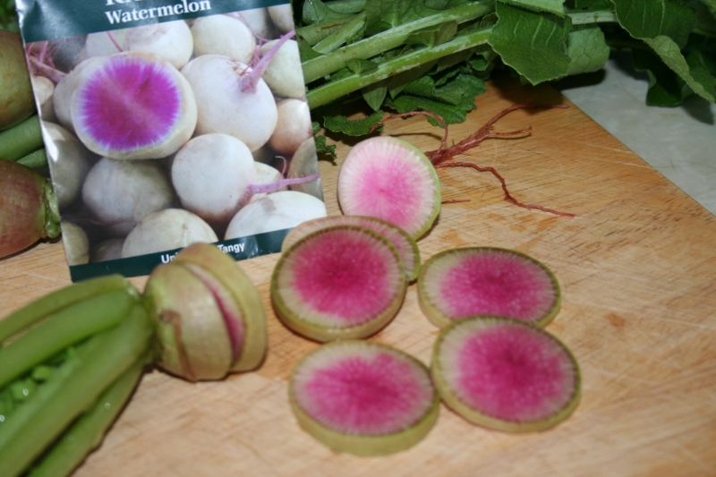 Radish (Watermelon)