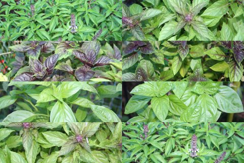 Basil Collection
