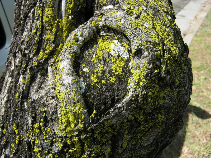 Lichens