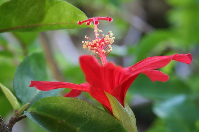 Hibiscus