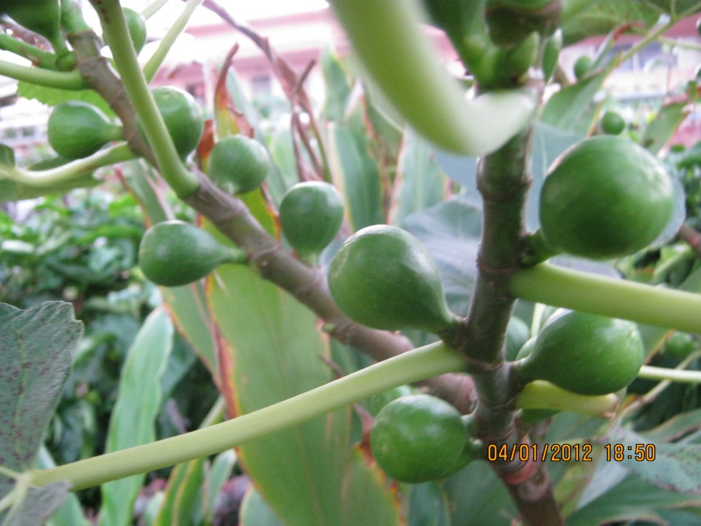 Fig Tree