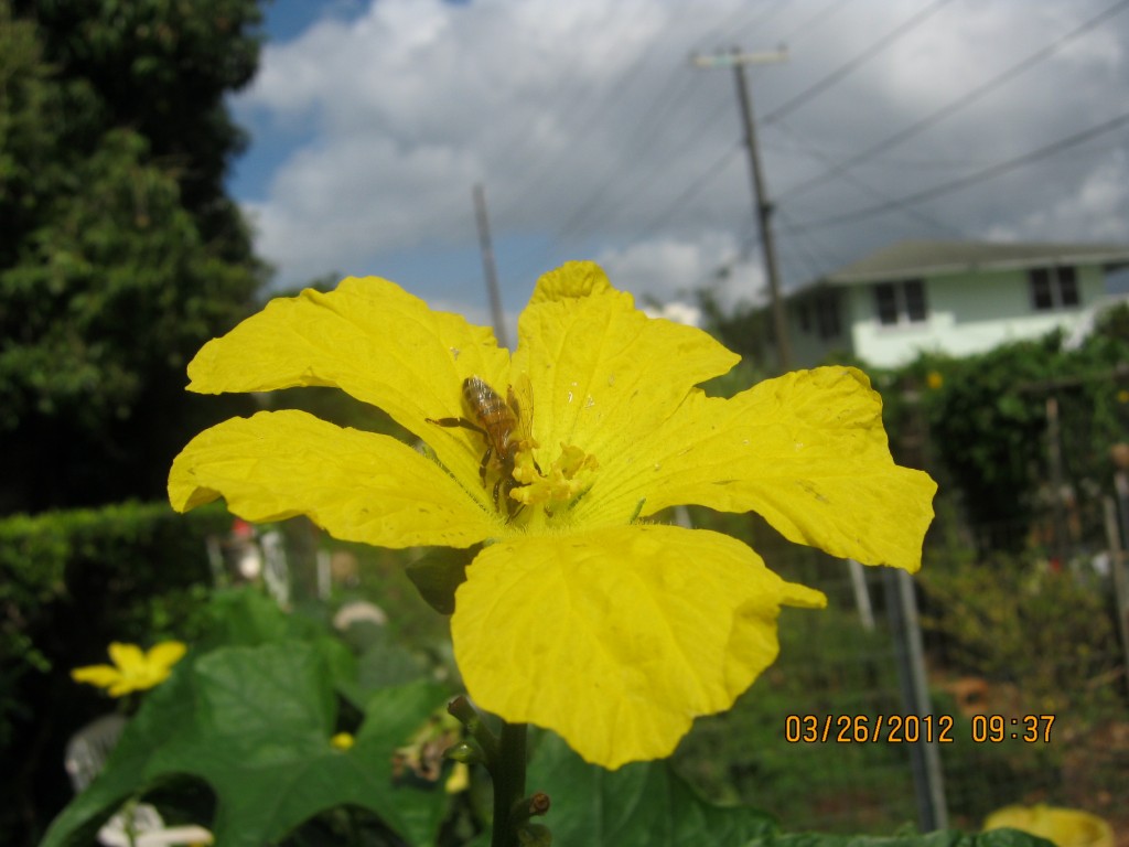 A Bee in a flower