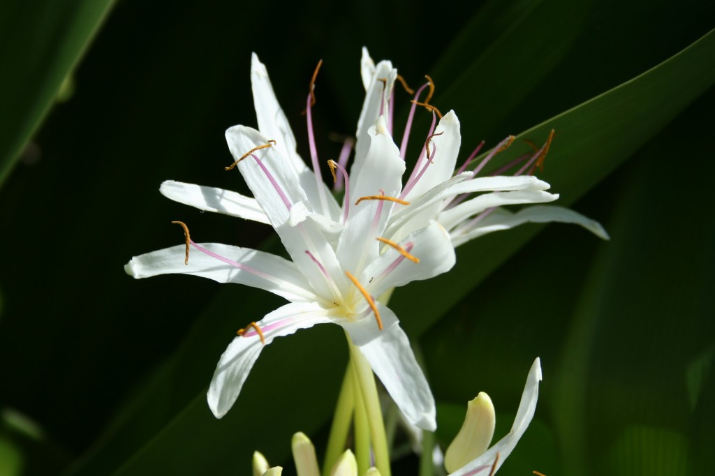 Lily Flower