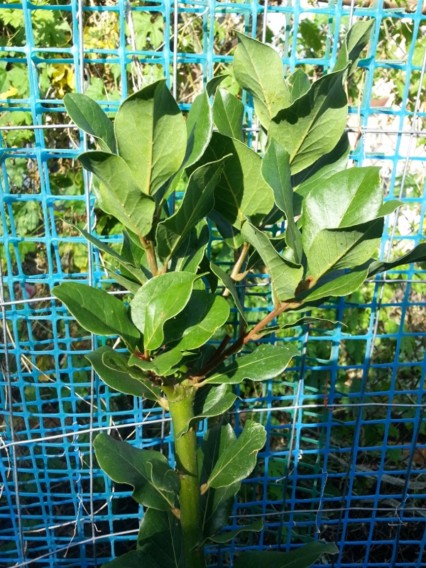 Bay Leaf