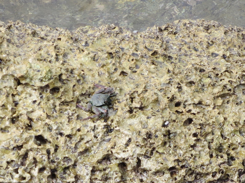 Rock Crab