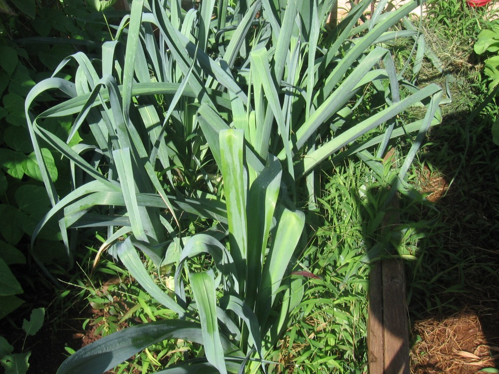 Leeks