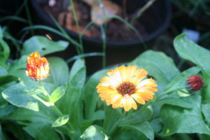 Calendula
